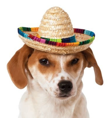 Multicolor Pet Sombrero