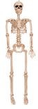 36" Mini Skeleton