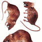 Rat 3-D Stickers