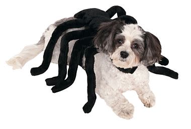 Spider Harness