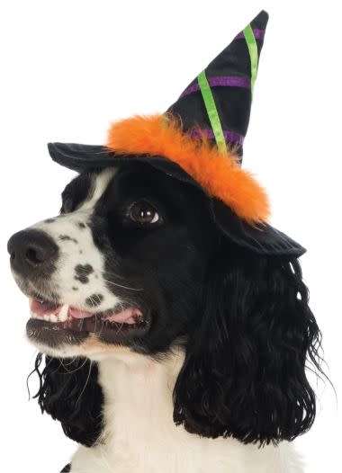 Witch Pet Hat w/ Trim