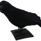 12" Crow (Faux Feathers)