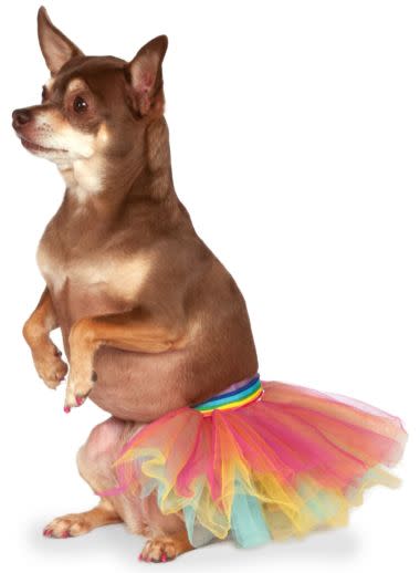 Pet Tutu (Rainbow)