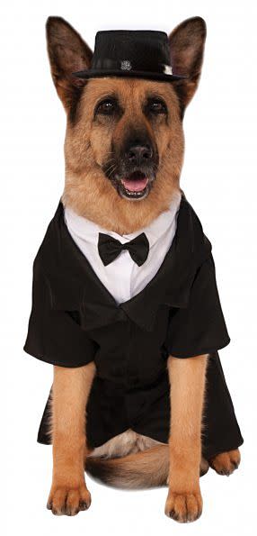 Big Dog: Dapper Dog