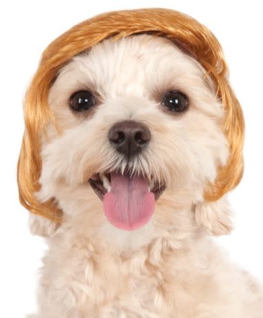 Pawlitical Billionaire Pet Wig