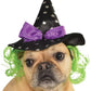 Witch Pet Hat w/ Hair