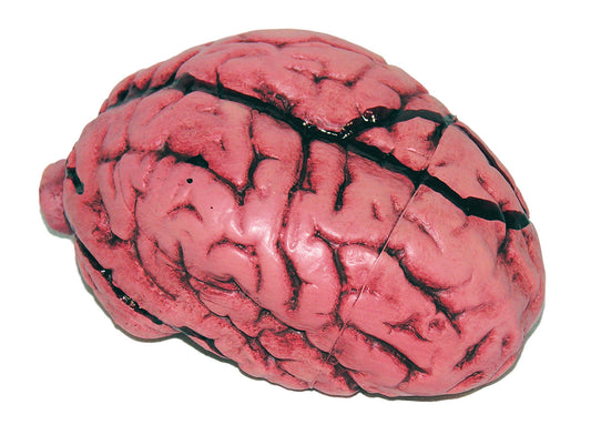 Deluxe Brain Prop