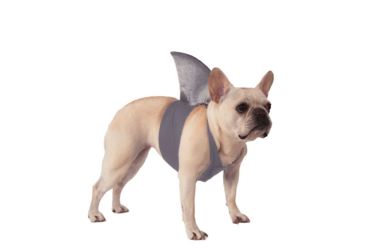 Pet Shark Fin