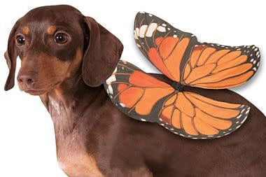 Butterfly Wings (Monarch): Pet Costume