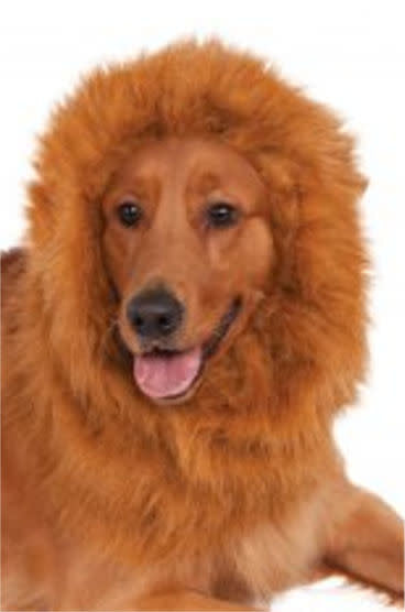 Deluxe Lion's Mane for Pets