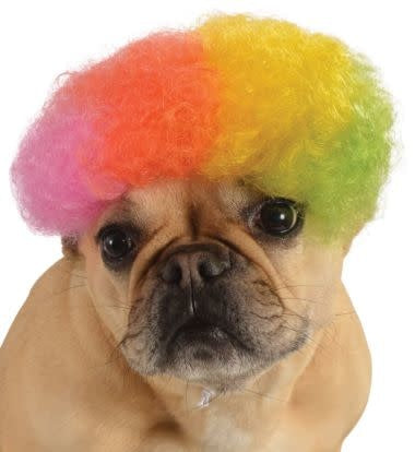 Afro Wig (Rainbow): Pet Costume